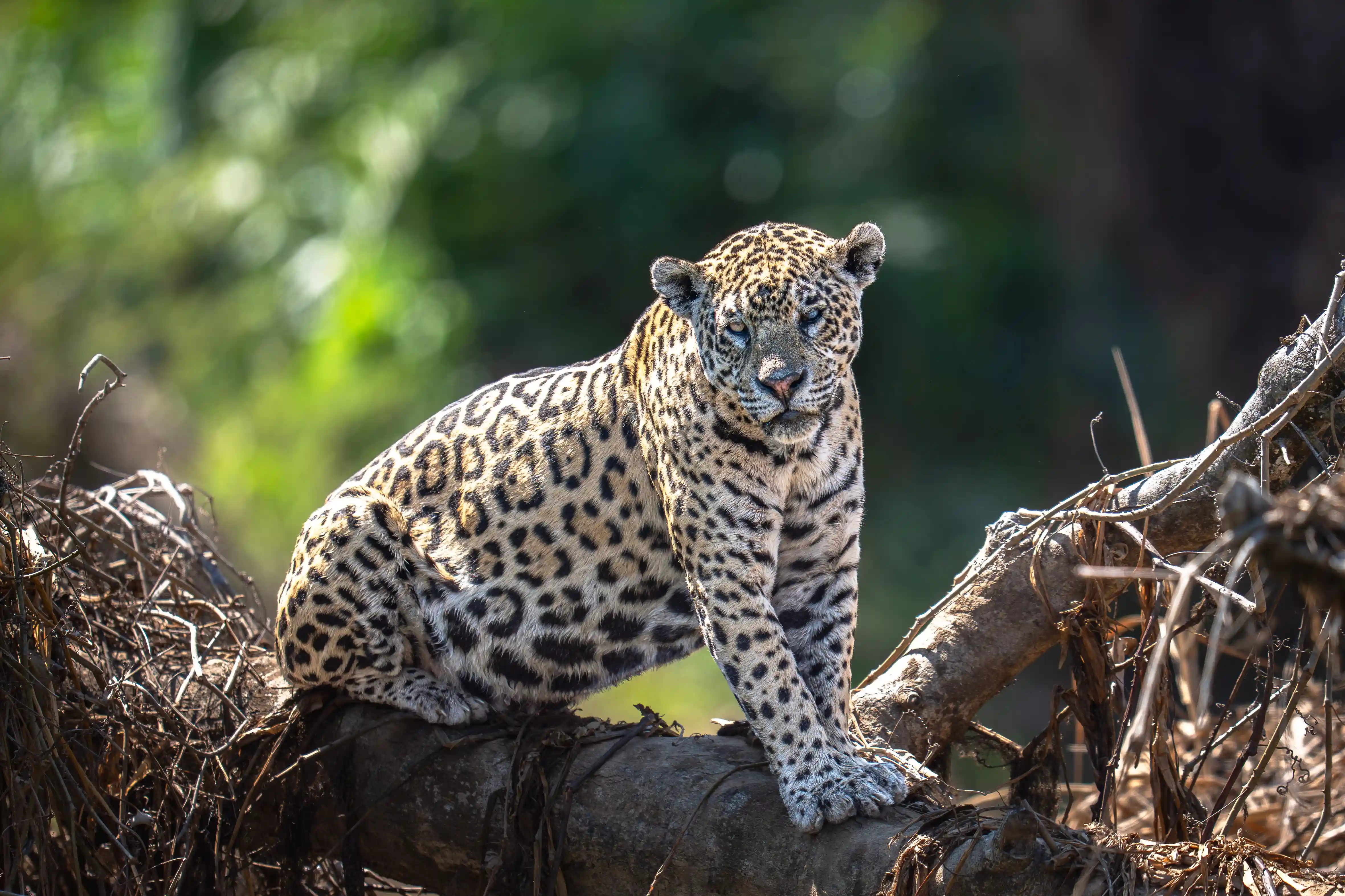 Pantanal Jaguar Expedition gallery image 26